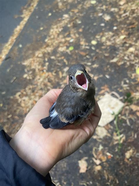 cute bird aesthetic bird screaming bird pfp birbs