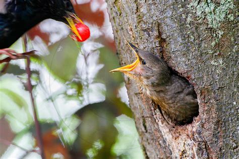 Patrick Glaume Photographe animalier Jeune étourneau sansonnet