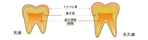 小児歯科 市川市矯正歯科ゆうゆう歯科