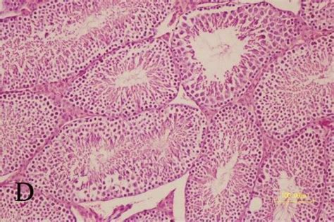 Testicular Sections Stained With Hematoxylin And Eosin Bar 100 µm