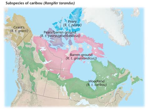 Caribou in Canada: Caribou subspecies - Caribou commonalities | Canadian Geographic