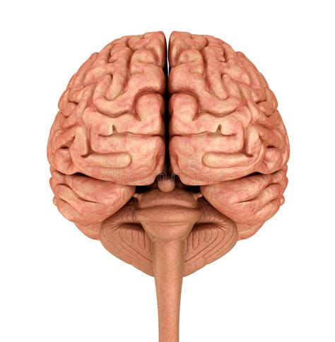 Modelo D Del Cerebro Humano Aislado En Blanco Stock De Ilustraci N