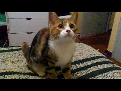 FUCK YOU I AM CAT YouTube