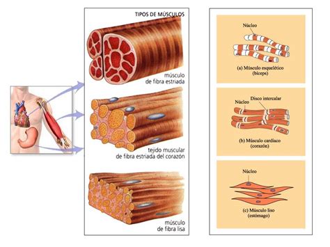 Musculo Estriado Mapa Mental Mapa Mental Tejido Muscular Estriado The