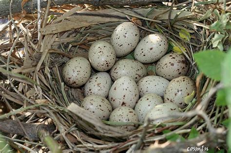 eggs of the common moorhen | Eggs, Nest, Honking