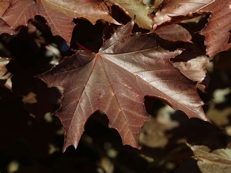 Blutahorn Faassen S Black Acer Platanoides Faassen S Black Baumschule Horstmann