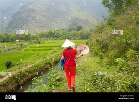 Sapa Region North Vietnam Woman Walking In Rice Field Stock Photo