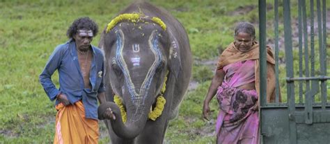 Where Are Elephant Whisperers Bomman And Bellie Today