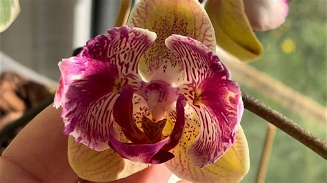 Мои редкие красавицы . Орхидеи бабочки в конце апреля. Цветение 🦋 - YouTube
