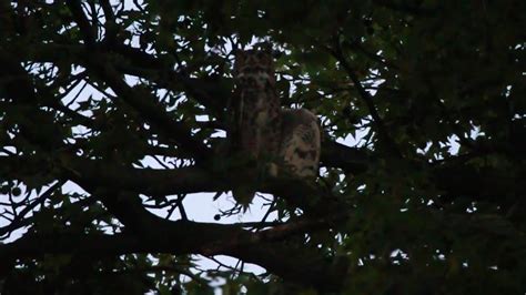 Male Great Horned Owl Stretches Wings 7 29 2019 Forest Park St Louis Missouri Usa Youtube