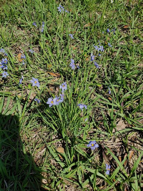 Blue Eyed Grasses From Texas City TX USA On March 22 2024 At 12 00