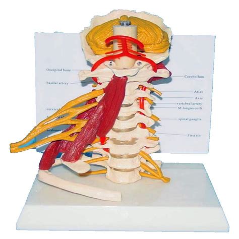 Buy Human Cervical Spine Model Cervical Spine Muscle Attached Nerve