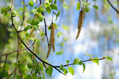 Birch Tree Pollen Stock Photos, Pictures & Royalty-Free Images - iStock