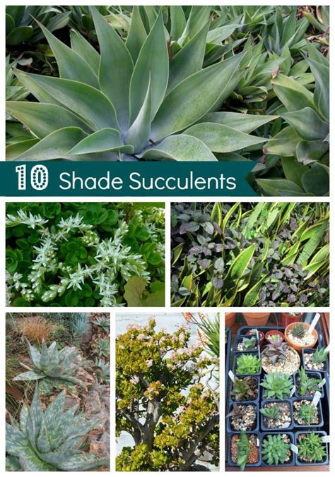 Full Shade Xeriscape Plants Okejely Garden Plant