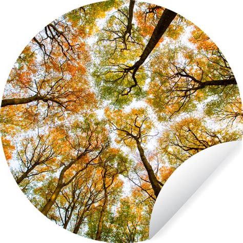 WallCircle Muurstickers Behangcirkel Herfst Lucht Boom