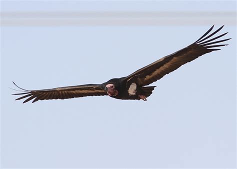 Red-headed Vulture | Birds@IITK