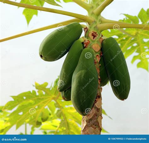 Unripe Green Fruit of the Papaya Tree Stock Image - Image of plant, tropical: 104799953