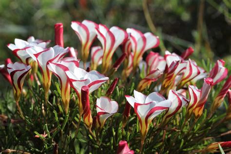 Striped Flowered Wood Sorrel Oxalis Versicolor Growing Guides