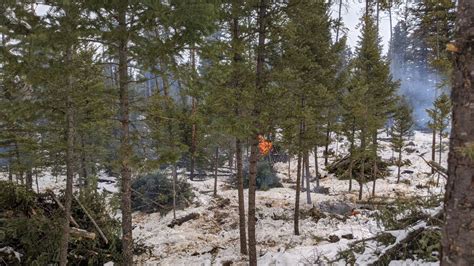 Cariboo Wildfire Risk Reduction Project Nears Completion Prince