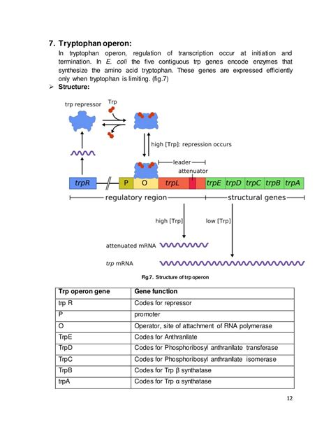 Gene Regulation In Prokaryotes