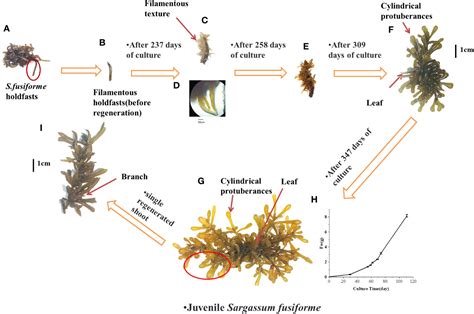 Frontiers Asexual Proliferative Seedling Technology For Sargassum