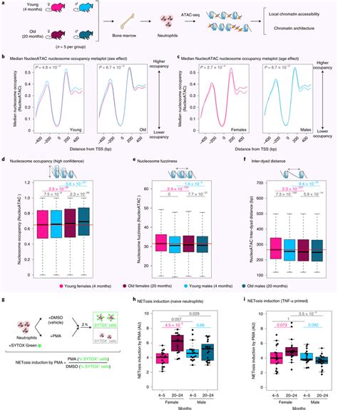 Atac Seq Analysis Reveals Age And Sex Related Differences In The