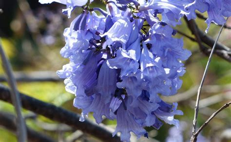 5 Propiedades Curativas De La Jacaranda Según La Unam