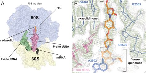 Structural Basis Of Translation Inhibition By Cadazolid A Novel