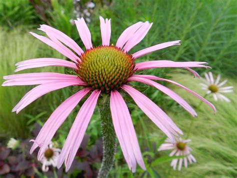 2014 06 15 Echinacea Sanguinea Bg Teplice Czech Republic Flickr