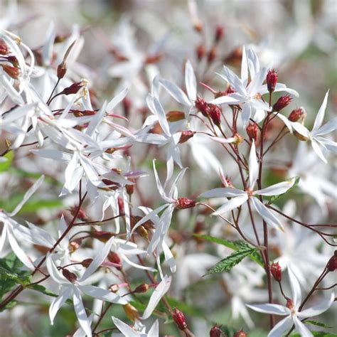 Gillenia Trifoliata Syn Porteranthus Trifoliatus Bowman S Root In