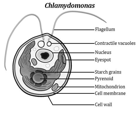 ArtStation - Chlamydomonas