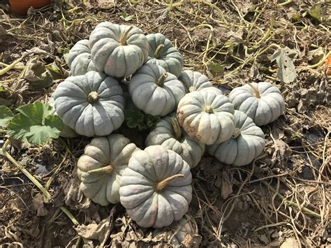 Mint Prince Pumpkin Treated Seed Seedway