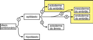 Aio Observe O Esquema Que Representa A Origem Dos Tecidos