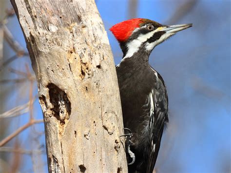 Pileated Woodpecker Grand Pic Jean Louis Plamondon Flickr