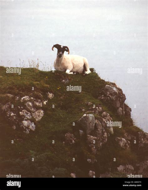 Highland sheep scotland ram hi-res stock photography and images - Alamy