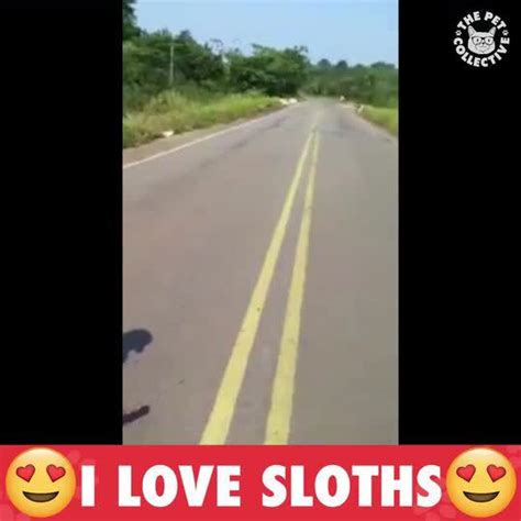 Sloth Meme Compilation