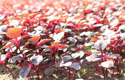 Red Amaranth Indoor Best Growing Tips And Techniques Gardenings Core