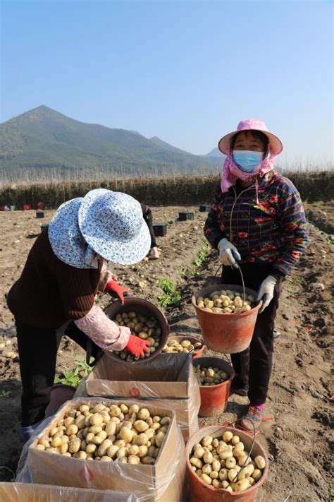 福建漳浦官浔：马铃薯喜获丰收 春耕备耕有序推进 老区振兴专题 乡村振兴频道