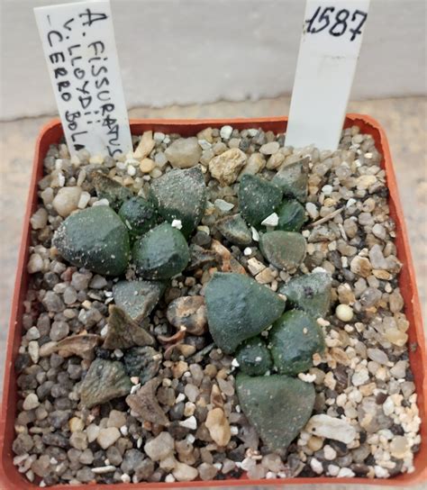 Ariocarpus Fissuratus V Lloydii Cerro Bola