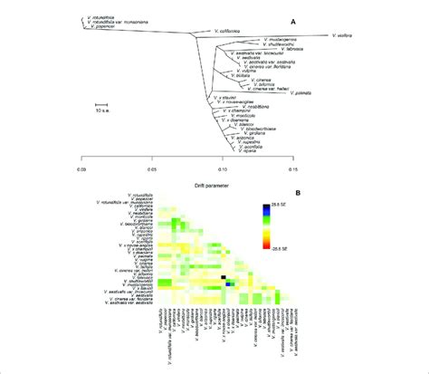 A The Maximum Likelihood Ml Tree Inferred By Treemix Under The