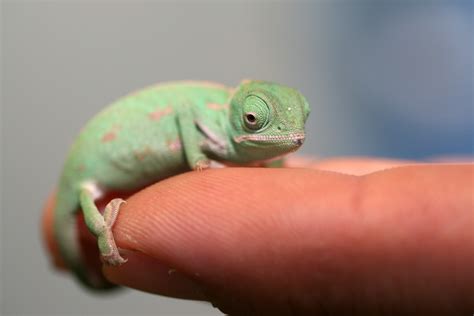 Veiled Chameleons Tongues Can Be Up To Times The Length Of Their