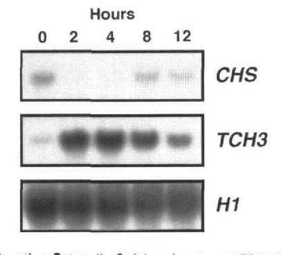 Figure From Distinct Uv B And Uv A Blue Light Signal Transduction