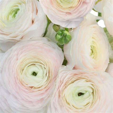 Blush Italian Cloony Ranunculus Ranunculus Flowers