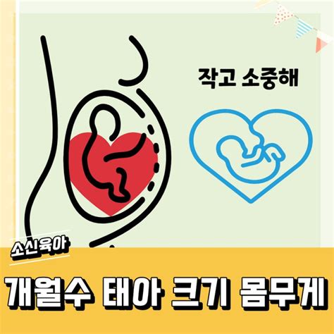 임신 개월수 주수별 태아 크기 몸무게 네이버 블로그