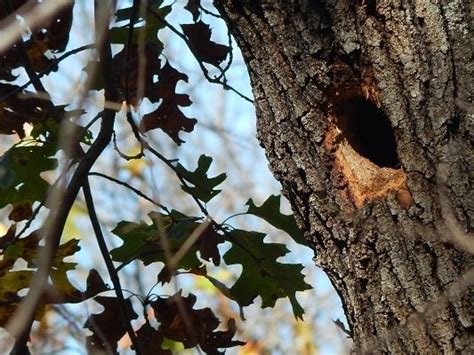 Red-Headed Woodpecker, Mating, Nesting,Feeding Habits