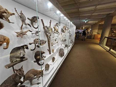 Queensland Museum - The Best Dinosaur Museum in Brisbane