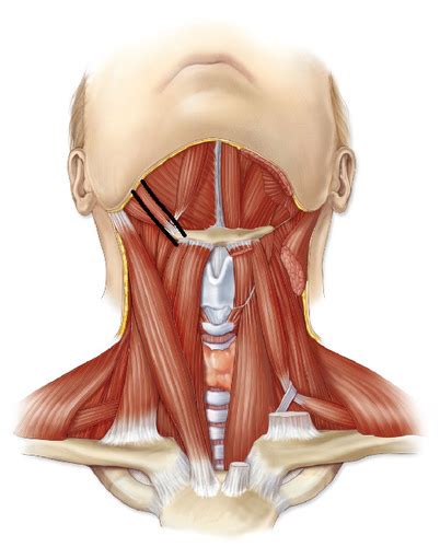 Axial Muscles Flashcards Quizlet