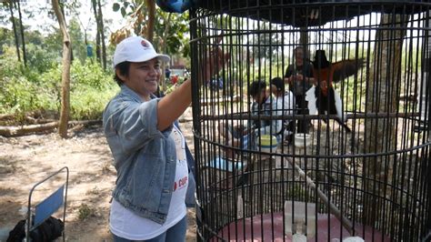 Ratusan Peserta Meriahkan Lomba Dan Pameran Burung Berkicau Diana Sasa