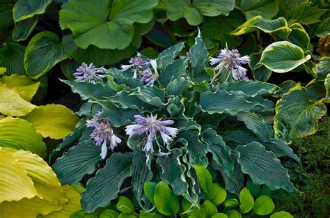 Hosta Flowers: Cut or Keep? - Great Garden Plants Blog