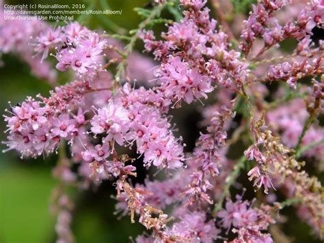 Plantfiles Pictures Tamarix Five Stamen Tamarix Saltcedar Salt